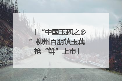 “中国玉藕之乡”柳州百朋镇玉藕抢“鲜”上市