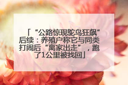 “公路惊现鸵鸟狂飙”后续：养殖户称它与同类打闹后“离家出走”，跑了1公里被找回
