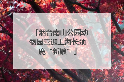 烟台南山公园动物园喜迎上海长颈鹿“新娘”