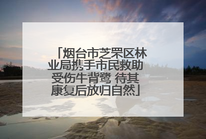 烟台市芝罘区林业局携手市民救助受伤牛背鹭 待其康复后放归自然