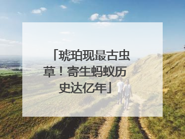 琥珀现最古虫草！寄生蚂蚁历史达亿年