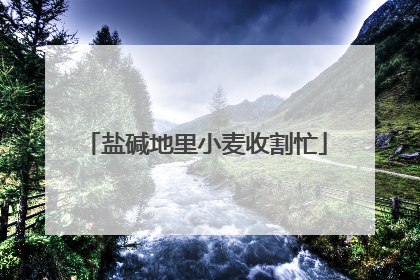 盐碱地里小麦收割忙