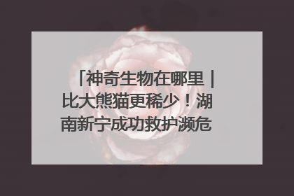 神奇生物在哪里｜比大熊猫更稀少！湖南新宁成功救护濒危鸟类海南鳽