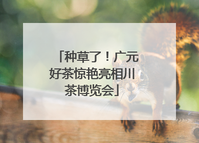 种草了！广元好茶惊艳亮相川茶博览会