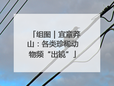 组图｜宜章莽山：各类珍稀动物频“出镜”