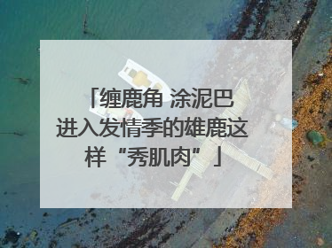 缠鹿角 涂泥巴 进入发情季的雄鹿这样“秀肌肉”