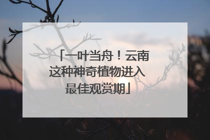 一叶当舟！云南这种神奇植物进入最佳观赏期