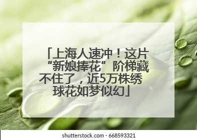 上海人速冲！这片“新娘捧花”阶梯藏不住了，近5万株绣球花如梦似幻