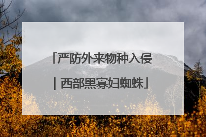 严防外来物种入侵｜西部黑寡妇蜘蛛