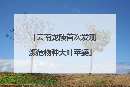 云南龙陵首次发现濒危物种大叶苹婆