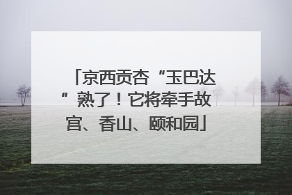 京西贡杏“玉巴达”熟了！它将牵手故宫、香山、颐和园