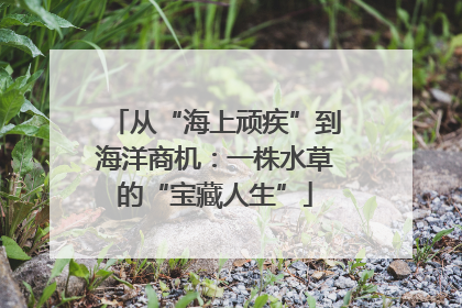 从“海上顽疾”到海洋商机：一株水草的“宝藏人生”