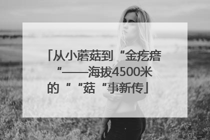 从小蘑菇到“金疙瘩“——海拔4500米的““菇“事新传