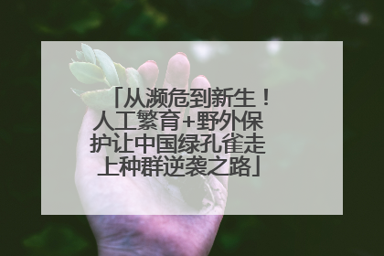 从濒危到新生！人工繁育+野外保护让中国绿孔雀走上种群逆袭之路