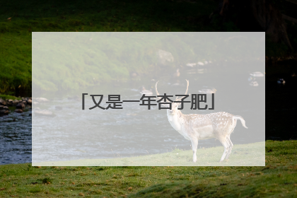 又是一年杏子肥