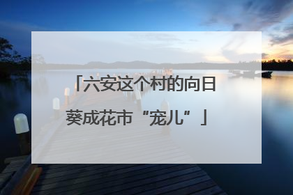 六安这个村的向日葵成花市“宠儿”