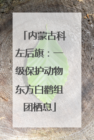 内蒙古科左后旗：一级保护动物东方白鹳组团栖息