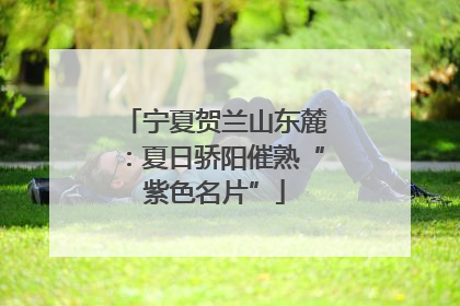 宁夏贺兰山东麓：夏日骄阳催熟“紫色名片”