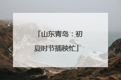 山东青岛：初夏时节插秧忙