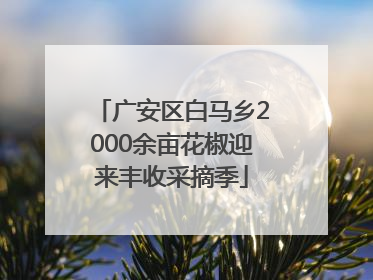 广安区白马乡2000余亩花椒迎来丰收采摘季