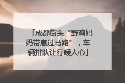 成都街头“野鸡妈妈带崽过马路”，车辆排队让行暖人心