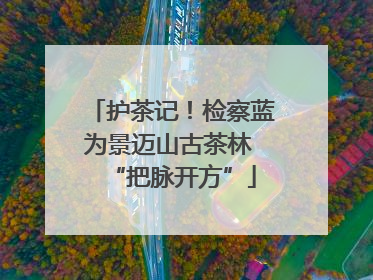 护茶记！检察蓝为景迈山古茶林 “把脉开方”