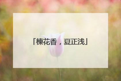 楝花香，夏正浅