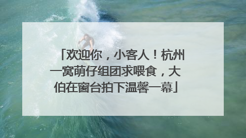 欢迎你，小客人！杭州一窝萌仔组团求喂食，大伯在窗台拍下温馨一幕