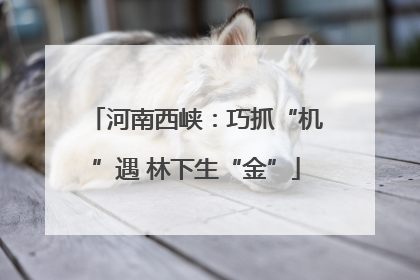 河南西峡：巧抓“机”遇 林下生“金”