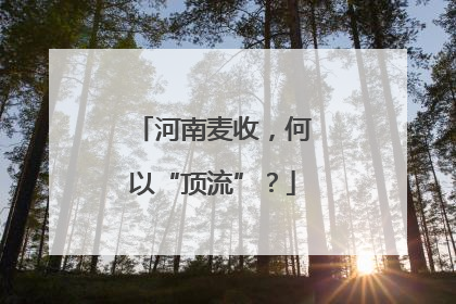 河南麦收，何以“顶流”？