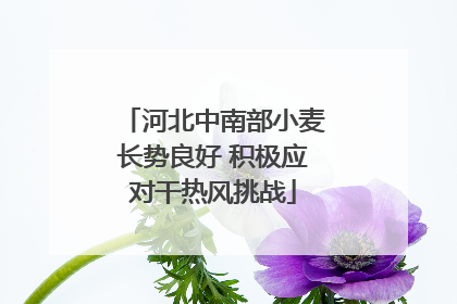 河北中南部小麦长势良好 积极应对干热风挑战