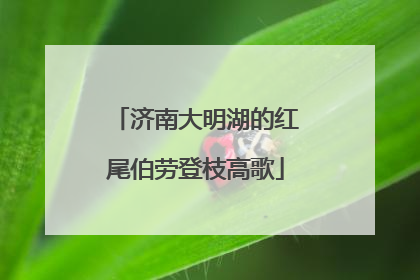 济南大明湖的红尾伯劳登枝高歌