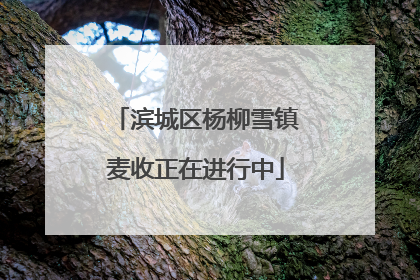 滨城区杨柳雪镇麦收正在进行中