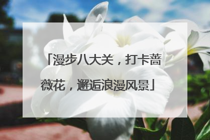 漫步八大关，打卡蔷薇花，邂逅浪漫风景