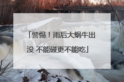 警惕！雨后大蜗牛出没 不能碰更不能吃