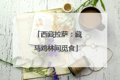 西藏拉萨：藏马鸡林间觅食