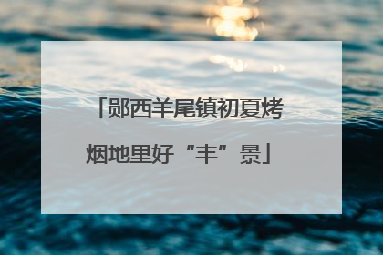 郧西羊尾镇初夏烤烟地里好“丰”景