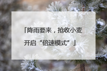 降雨要来，抢收小麦开启“倍速模式”